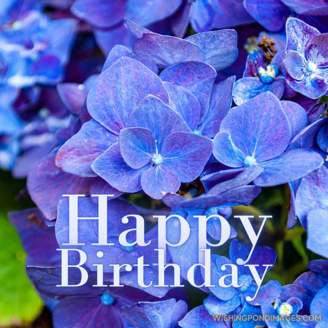 A closeup shot of beautiful hydrangea flowers on a blurred background. Happy Birthday Purple Flower 